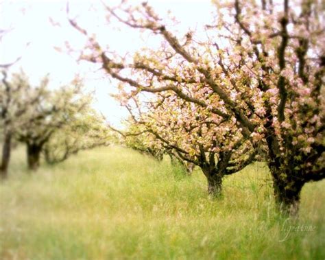 Landscape photography apple orchard fruit trees in spring