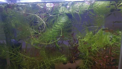 Hornwort Aquarium plant, Furniture & Home Living, Gardening, Plants ...