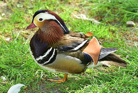 Royalty-Free photo: Mandarin duck on pond | PickPik