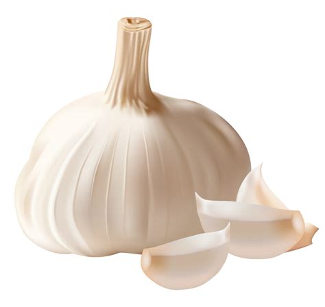 Free Garlic Cliparts, Download Free Garlic Cliparts png images, Free ...