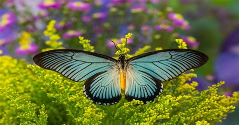 Blue Swallowtail Butterfly - Learn About Nature