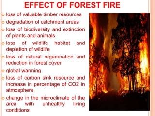 FOREST FIRE | PPT