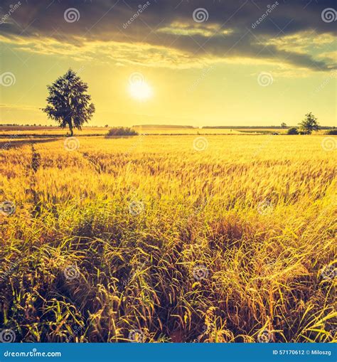 Vintage Photo of Sunset Over Corn Field at Summer Stock Photo - Image of meadow, blue: 57170612