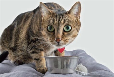 What Human Foods Can Bengal Cats Eat?