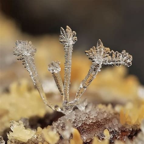 Macro Photographs of Snow Crystals & Snowflakes