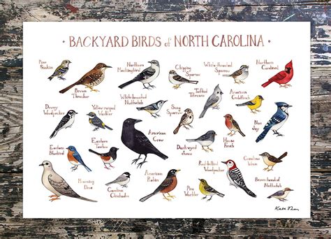 North Carolina Backyard Birds Field Guide Art Print | Backyard birds ...