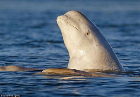 The whale looked quite smug during the performance in the water ...