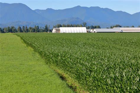 Mixed Farm Agricultural Crops Stock Photo - Image of green, rural ...