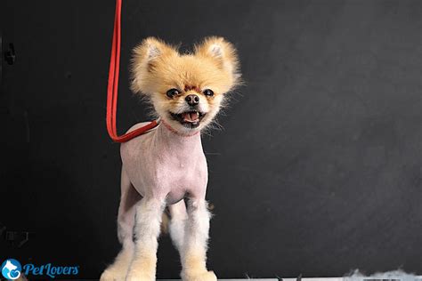 Alopecia In Dogs - PetLovers