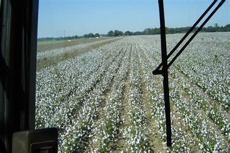 A Catholic Priest in Mississippi : Photos - the view from a Cotton ...