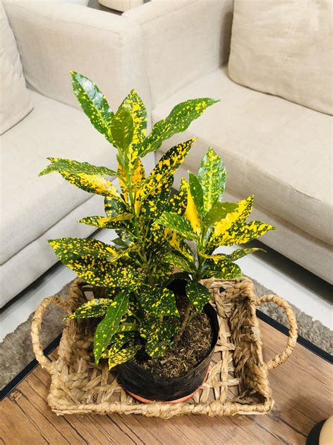 Gold Star Croton - San Francisco Plant-, Gardening, Flowers & Plants on ...