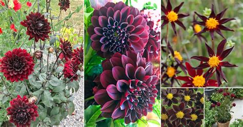 19 Black Dahlia Flower Varieties + How to Grow Black Dahlia