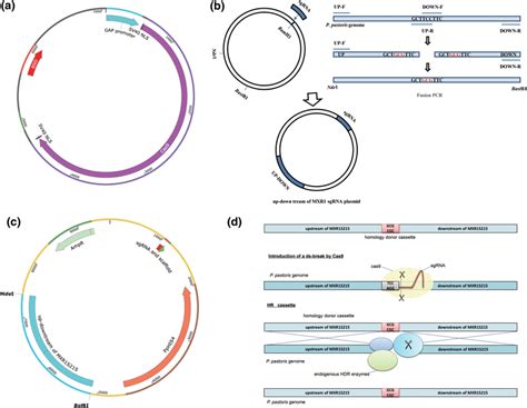 Schematic of the sgRNA‐plasmid design. (a) Cas9‐plasmid construction ...