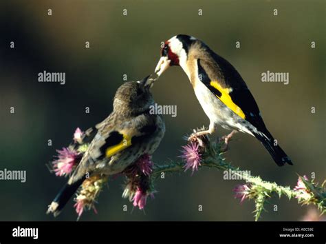 Goldfinch feeding young Stock Photo - Alamy