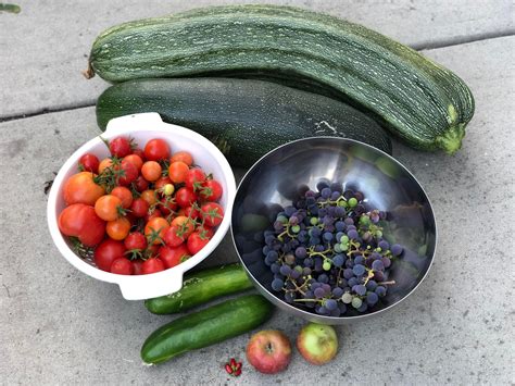 From my garden. Never knew giant zucchini's were a thing! : gardening