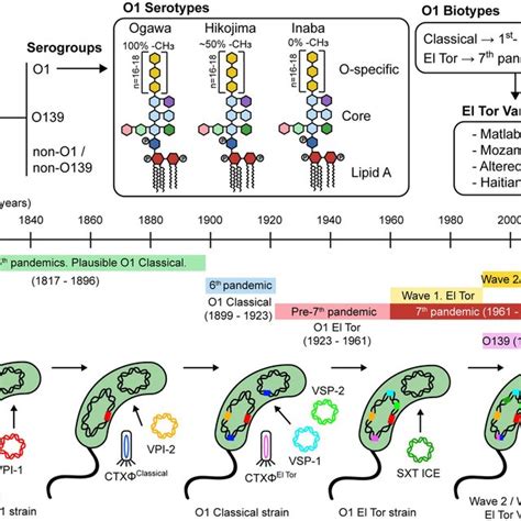 Classification and evolution of V. cholerae. (A) V. cholerae is... | Download Scientific Diagram