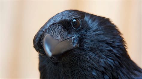What Can Crows and Ravens Teach People About Resisting Temptation?