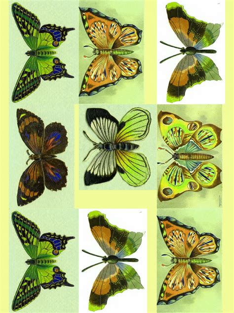 Green Butterflies Collage Sheet Free Stock Photo - Public Domain Pictures