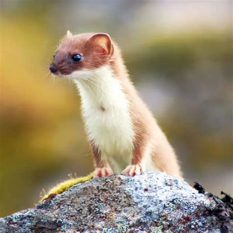 Least Weasel - Facts, Diet, Habitat & Pictures on Animalia.bio