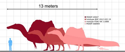 Spinosaurus size comparison by koprX on DeviantArt