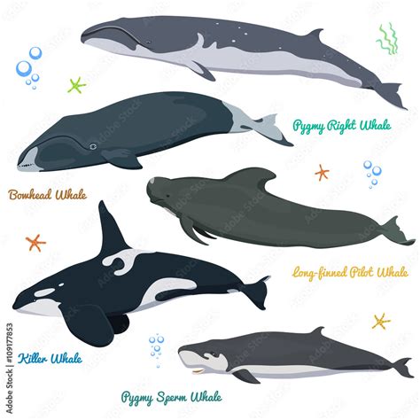 Set of Whales from the world / Pygmy right whale, Bowhead Whale, Long ...