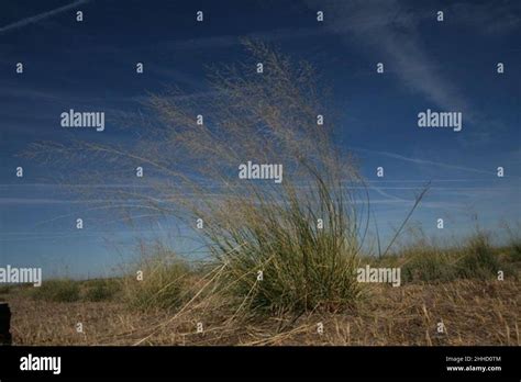 Airoides hi-res stock photography and images - Alamy