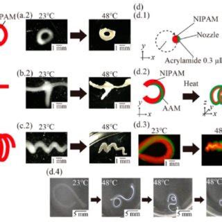 A validation of a 4D printing process. (a) Schematic presentation of ...