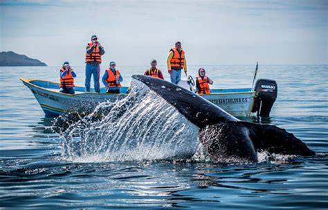 Whale Watching in Todos Santos - Omega Tours Todos Santos