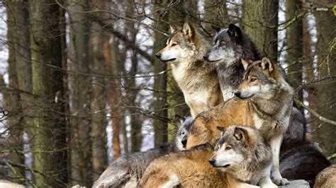 Pack of Wolves Wallpaper - WallpaperSafari
