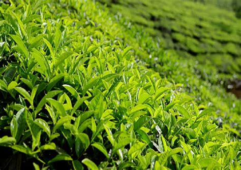 Tea Cultivation Technology - Agriculture Information Bank