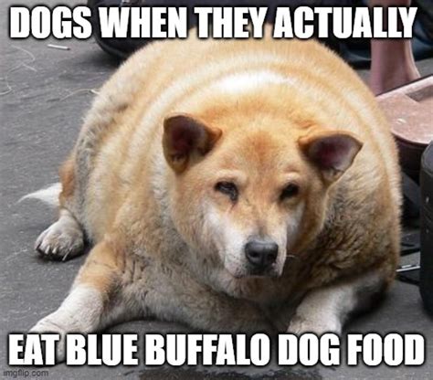 Fat Dog Meme - 10 Funny Fat Dog Memes Petpress