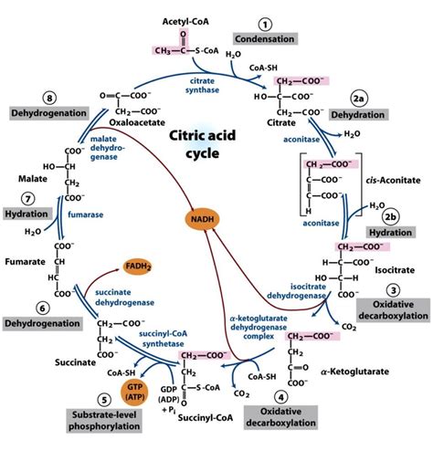 Citric Acid Cycle