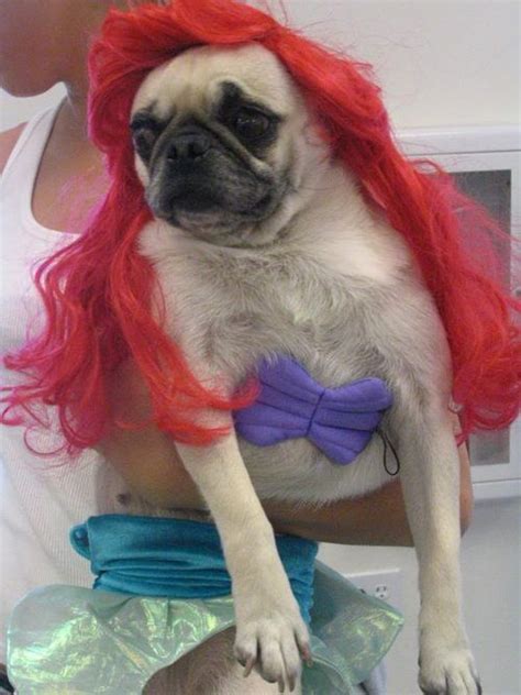 The 16 Most Shameful Pug Halloween Costumes | Pug halloween costumes, Cute pugs, Pugs in costume