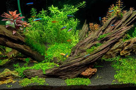 3 Types of Planted Aquariums to Inspire Your Next Tank Build – Aquarium Co-Op