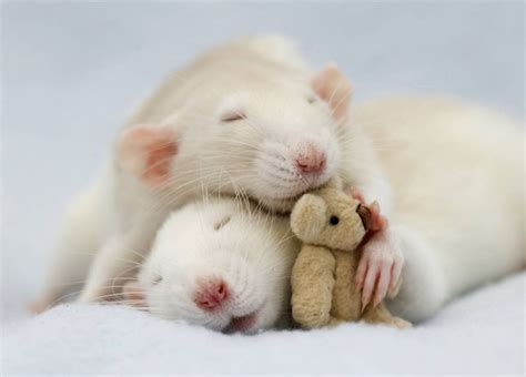 Rat Couple Sleeping | Bored Panda