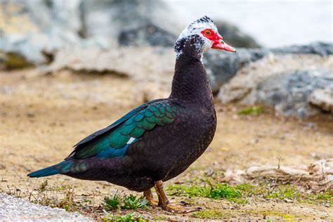 Qué tipo de pato es ? - AvesForum