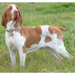 Bracco Italiano Puppies for Sale from Reputable Dog Breeders