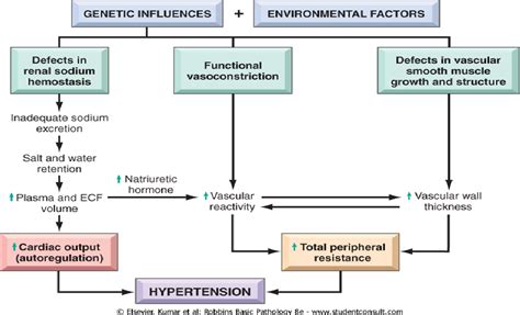 Pathophysiology - HYPERTENSION