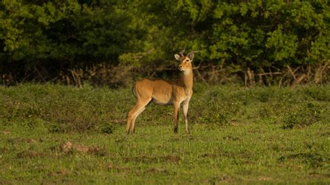 Kob Antelope - Ghana Safari Tours