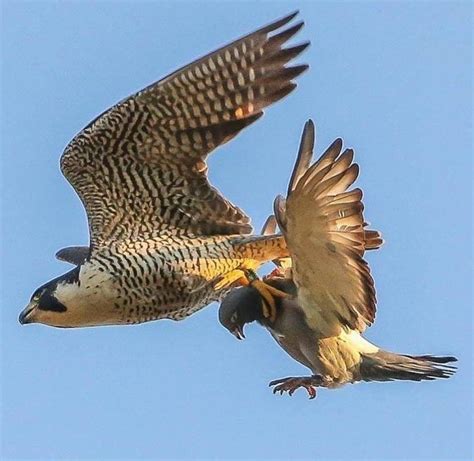 Falcon Images: Catching Prey Peregrine Falcon Gif