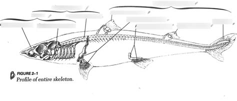 Figure 2 -1 Profile of entire shark skeleton - lab quiz 2 Diagram | Quizlet