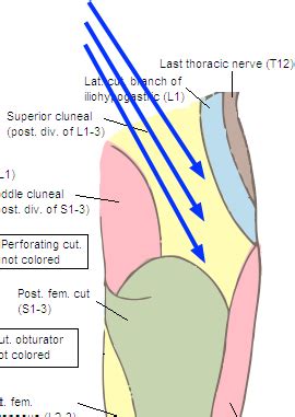 Superior cluneal nerves supply part of the skin of the buttock.