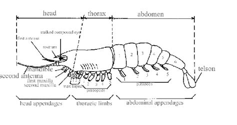 Insects and Their Relatives | Arthropods, Insects, Save