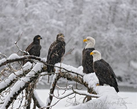 Bald Eagle Growth Stages