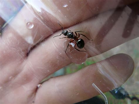 Free Images : hand, nature, finger, insect, nail, fauna, invertebrate, close up, eye, macro ...