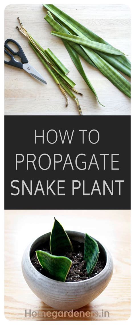 Sansevieria trifasciata growing - How to Care for Snake Plant - Snake ...