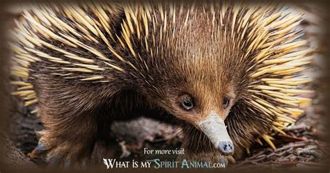 Echidna Symbolism & Meaning | Spirit, Totem & Power Animal