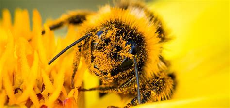 What Is the Pollination Process of a Bee? | BeehiveHero