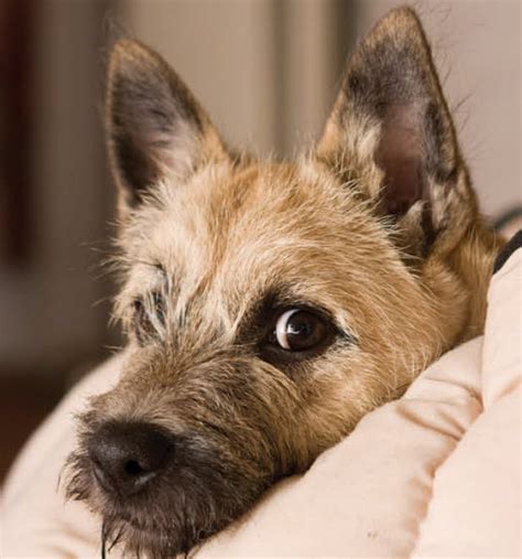 Learn About The Cairn Terrier Dog Breed From A Trusted Veterinarian