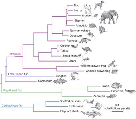 Age of Animals